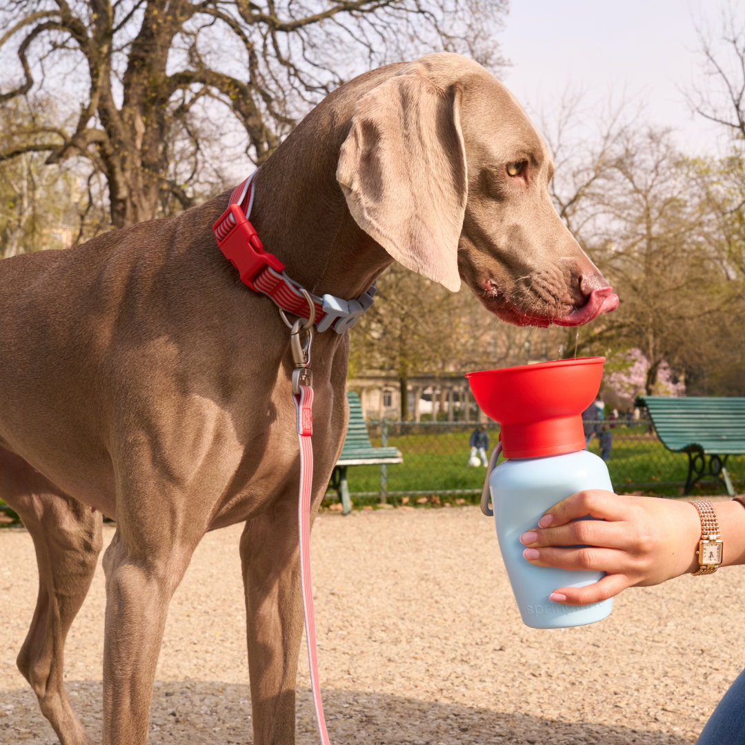 20oz Flip Dog Travel Water Bottle