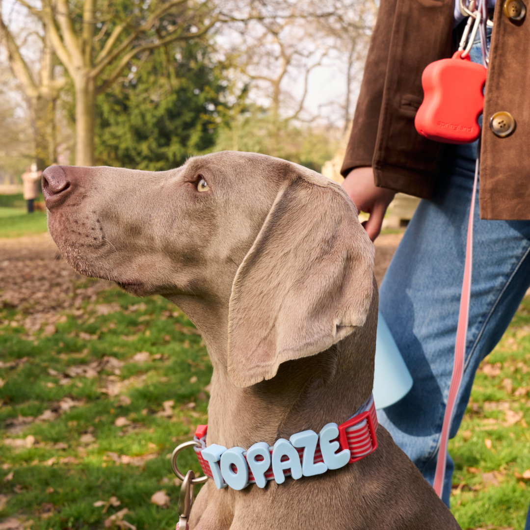 Waterproof Dog Leash - 5ft