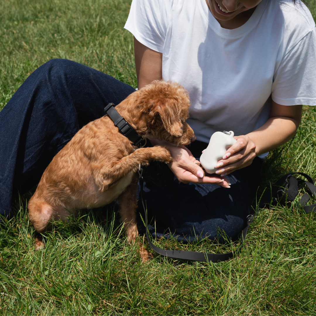 Dog Essentials Gift Box Set