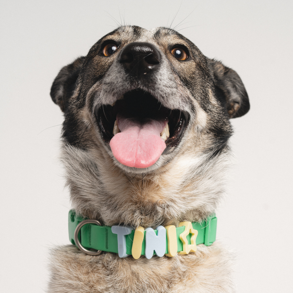Waterproof Dog Collar