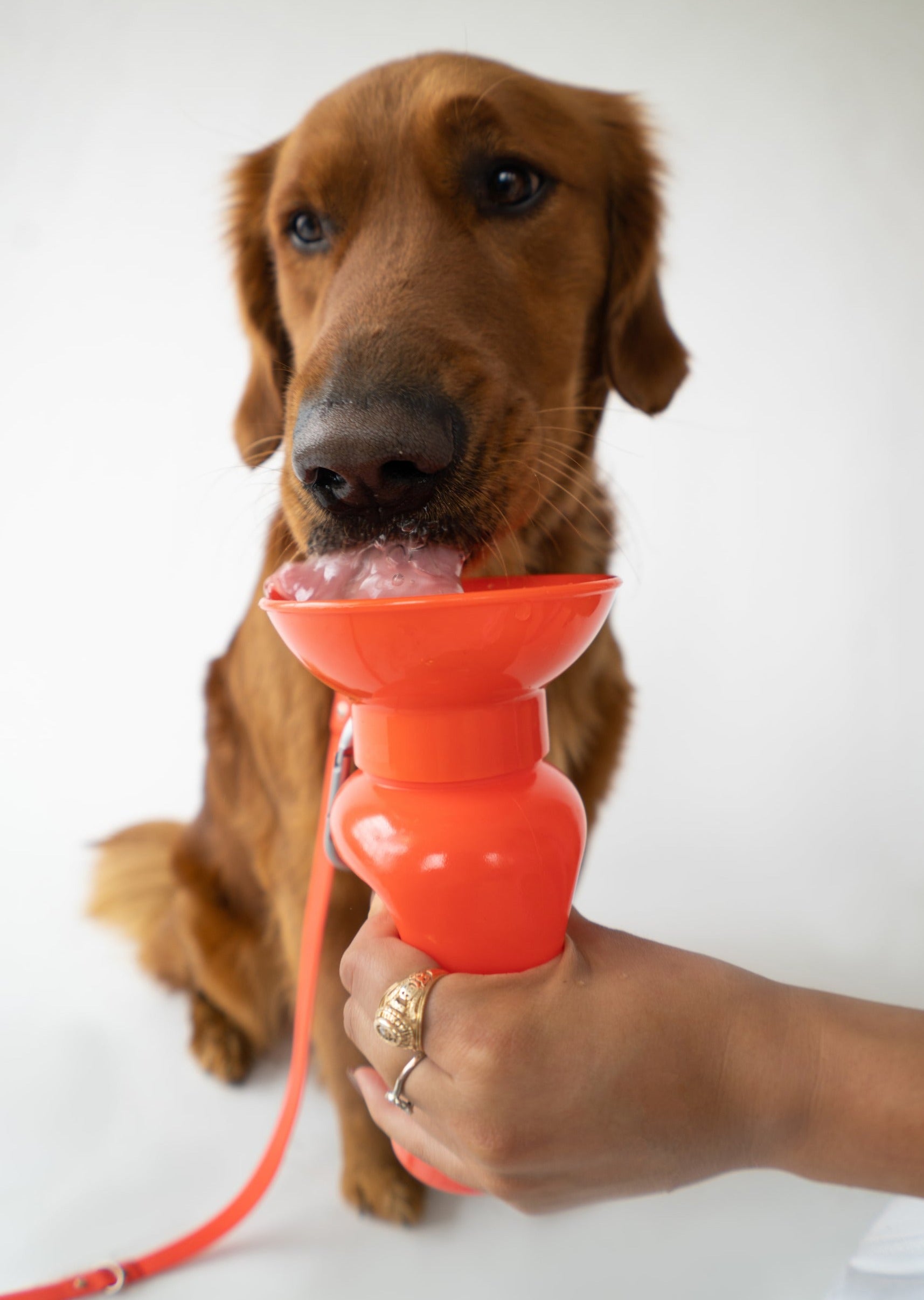 22oz Original Dog Travel Water Bottle