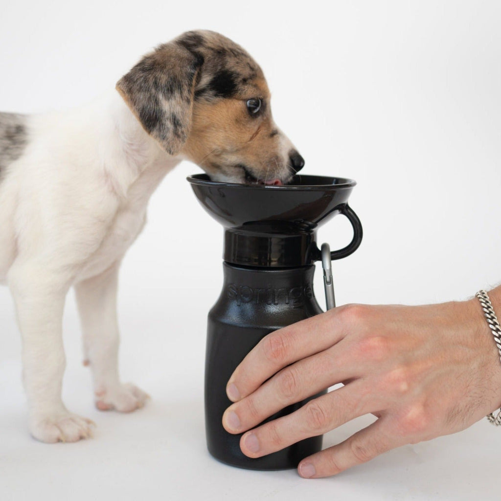 15oz Original Dog Travel Water Bottle